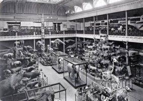 The Children's Gallery of the Melbourne Musuem in 1917, when it was among the world's first museums to cater to children.