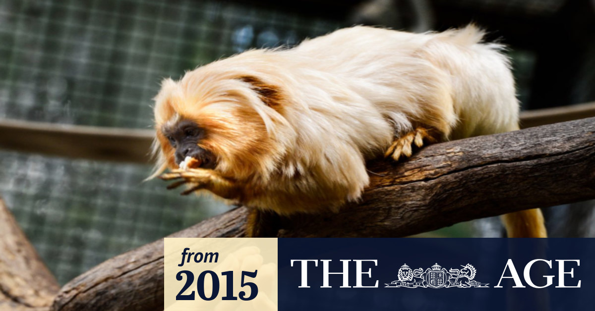 Coronavirus Memes Best Reactions To Melbourne Lockdown Returning