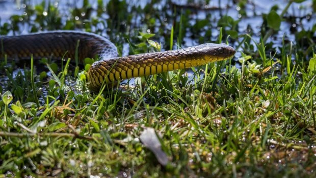 A man was taken to Austin Hospital after being bitten by tiger snake in north-east Melbourne.