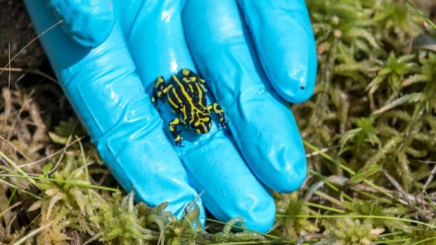 Northern corroboree frogs in their new home