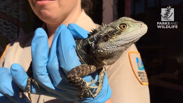 Ten of the reptiles recovered are considered exotic including an eastern water dragon. 