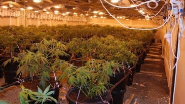 Victoria Police Estimate Hydro A 1 5 Billion Drug Industry