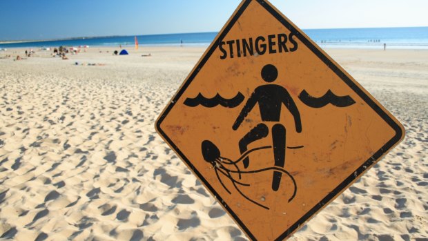 It is typically safe to swim at Broome beaches, and box jellyfish are considered rare.