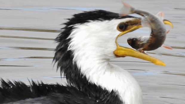 Little Pied Cormorant rids ACT waters of one more introduced fish. Photo John Bundock.