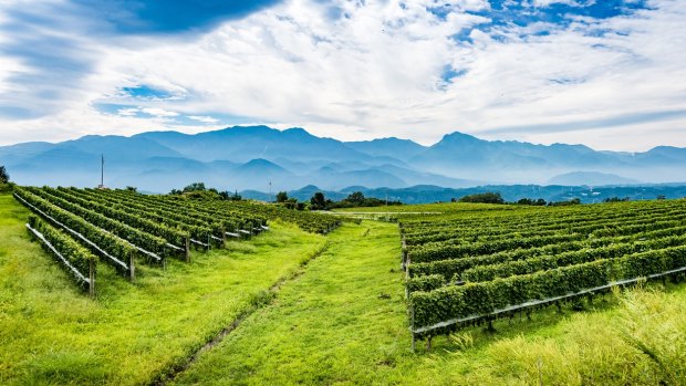 Yamanashi prefecture, in the shadow of Mount Fuji, produces excellent wine.