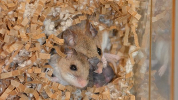 Oldfield mice are extremely rare in that they are monogamous, an unusual trait among mammals.