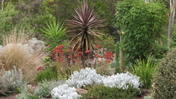 Plants from the dry climate garden Gardenalia, near Winchelsea, part of Open Gardens Victoria.
