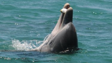 The young dolphin Huubster tosses a blowfish in the air. 