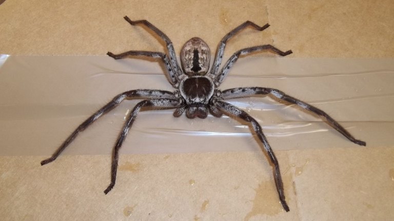 Giant Huntsman Spider Terrifies Removalists After Hitching A Ride To Britain