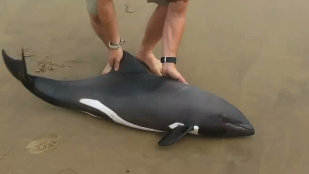 The video of Naude Dreyer rescuing a dolphin has gone viral.  
