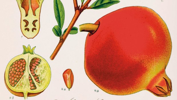 A 19th-century botanical illustration of Punica granatum by Otto Wilhelm Thome from Damien Stone's book, Pomegranate: A Global History.