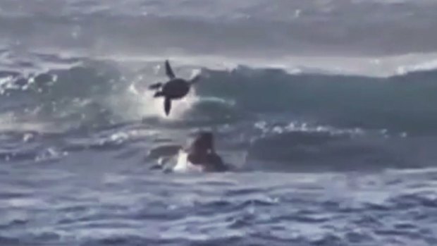 Surfer Sam Yoon comes face-to-face with a dolphin off Duranbah, on the Gold Coast.