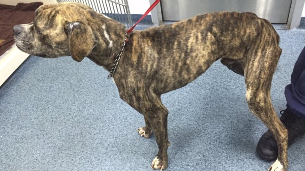 An emaciated dog seized by RSPCA inspectors in July.