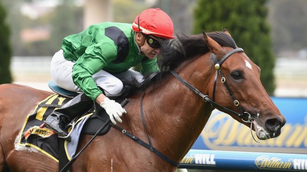 Off and running: Kiwi galloper Turn Me Loose is a leading contender in the Emirates Stakes at Flemington on Saturday.