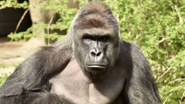 Harambe Shaped Cheeto Sells For Nearly 130 000 You could rent a private jet. harambe shaped cheeto sells for nearly