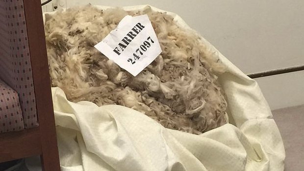 The fleece sent to Health Minister Sussan Ley that became a breeding ground for insects.