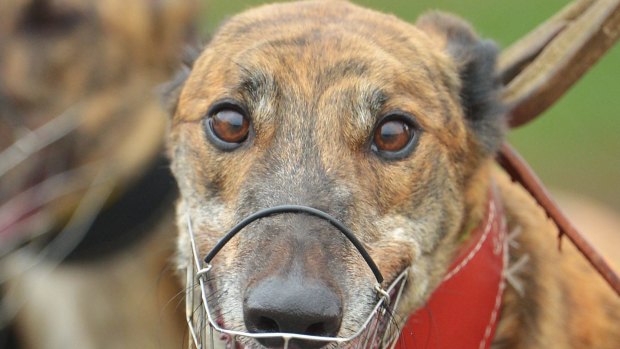 The Racing Minister has announced a review of the greyhound industry.