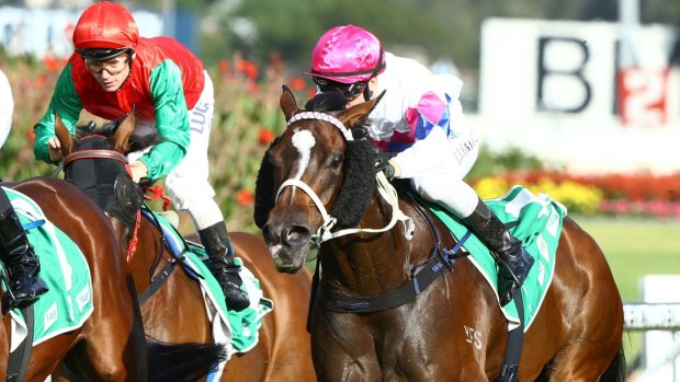 Great shape: Unequivocal resumes in a tough race at Randwick.