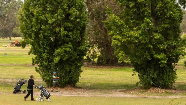 The bucolic and inexpensive Terang Golf Course. 