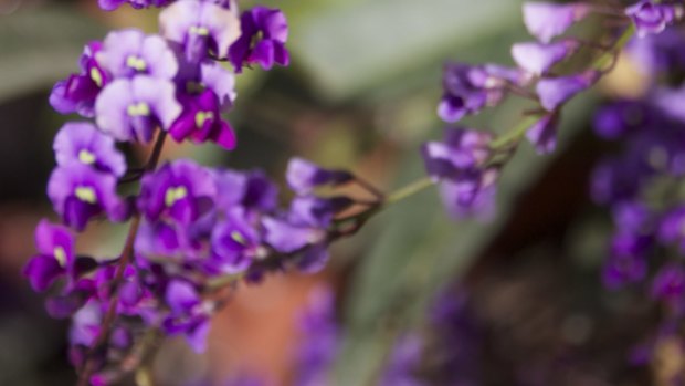 Hardenbergia accept frost, deep frost, slopes, shallow soil, good soil, gardeners who cosset them with mulch and those who plant and ignore them.