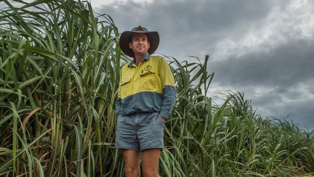 Sugar cane grower Paul Villis: "The wind and rain doesn't do it much good but we are pretty lucky sugar cane is resilient stuff." 