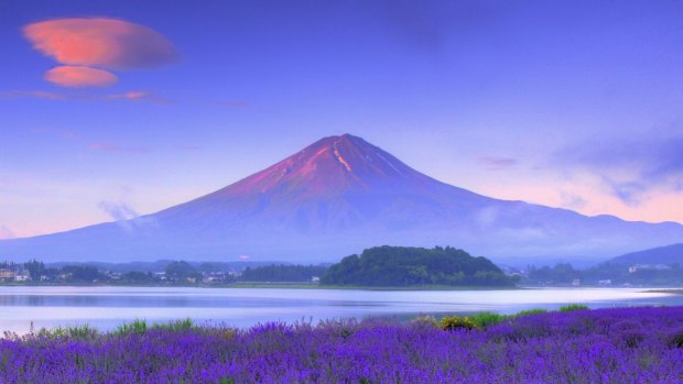 Mount Fuji is even more spectacular in lavender season.
