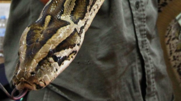 A four year old girl was bitten by a snake, believed to be  a python. 