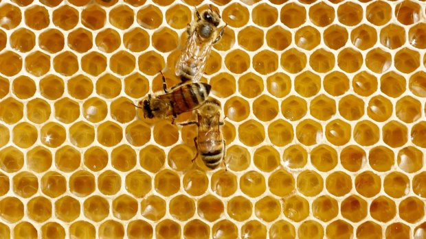 Suburban beekeeping has been promoted as a way to assist both bee population growth and aspects of the environment that depend on their activity.  