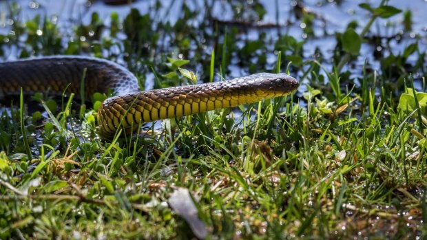 A man was taken to Austin Hospital after being bitten by tiger snake in north-east Melbourne.