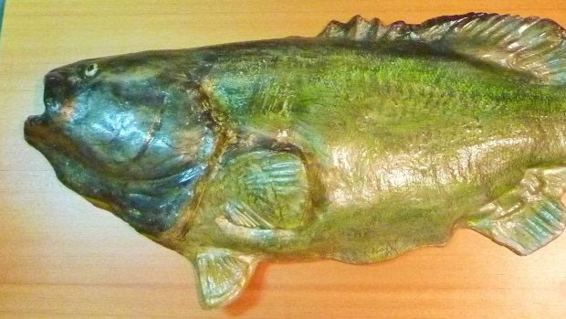Mounted Murray Cod at the Yass &amp; District Museum.