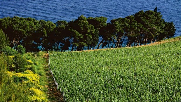 Cultivated Istrian coastline, Croatia. 