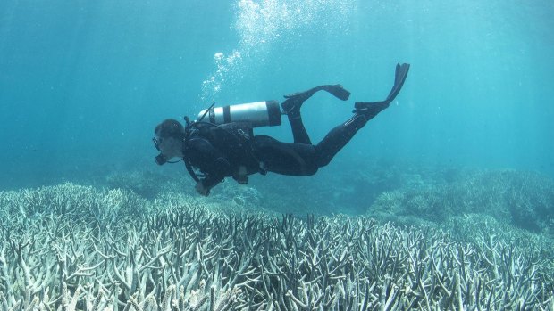 A diver checking out the bleaching at Heron Island in February 2016.