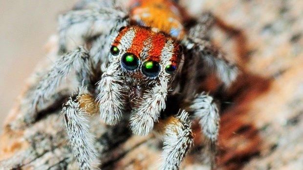 On Spinder, when students find an Australian Peacock Spider with traits they like and swipe to the right, those traits are passed on in an exercise of inheritability.