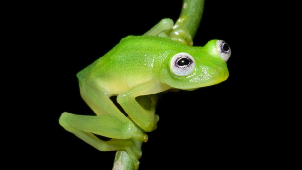 A newly discovered glassfrog looks a lot like Kermit the Frog.