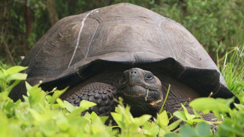 Galápagos tortoise  San Diego Zoo Wildlife Explorers