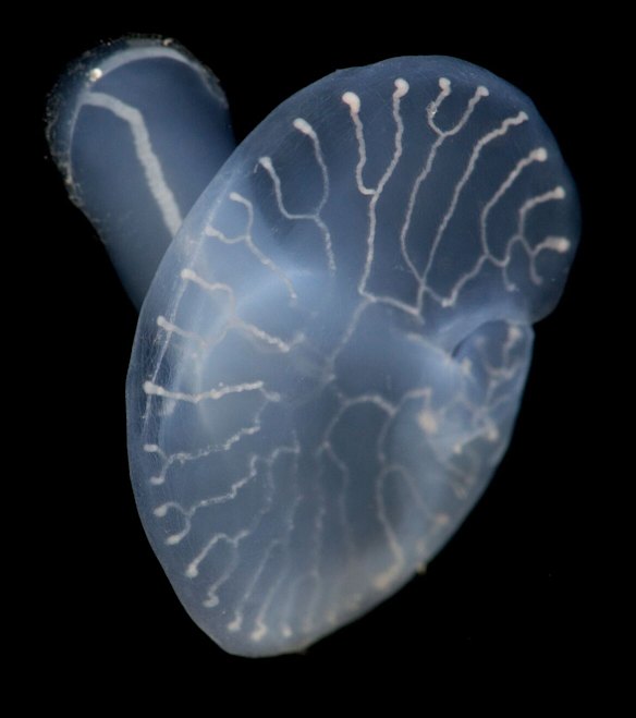 Is it a mushroom or a jellyfish?