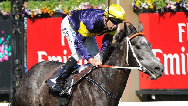 Great grey: Chautauqua will face a quality field in the Lightning Stakes.