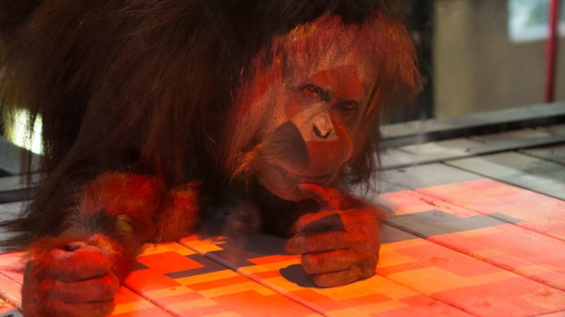 Experiment has zoo's orang-utans seeing red