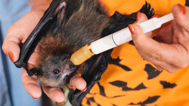 A malnourished flying fox pup getting cared for by ACT Wildlife volunteers