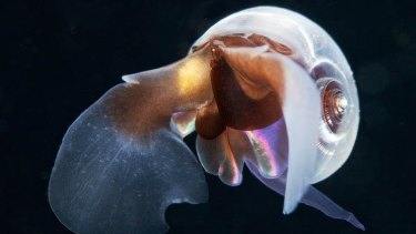 Pteropod mollusk found in north Pacific waters.