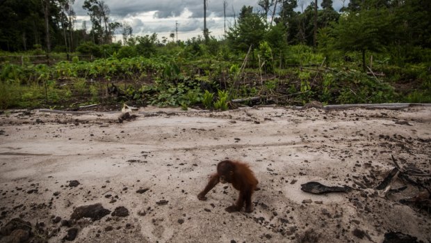 A three-year-old orang-utan named Otong, believed to have been left orphaned and homeless after last year's fires, is being cared for at the centre.