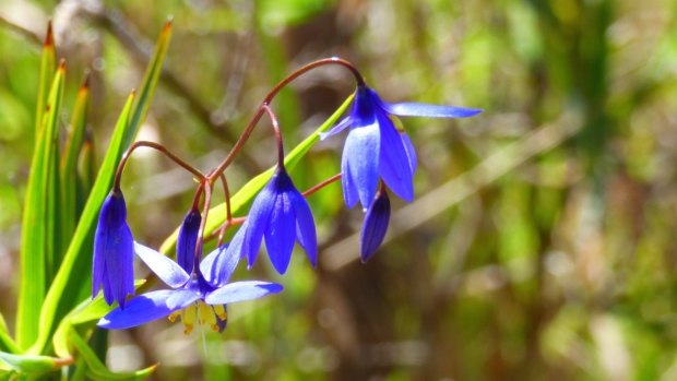 Nodding blue lily: Here in the ACT we are blessed with a remarkable diversity of native plants.