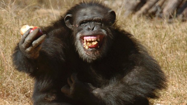 A chimpanzee named Puddin' at Chimp Haven, seen in a file picture.