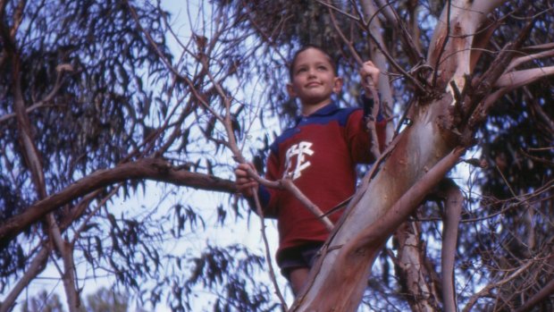 Andy Griffiths, aged 9, plays in a tree.