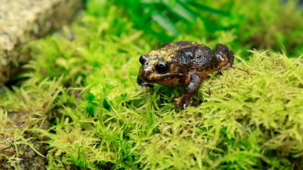Here she is: the first female Baw Baw frog found in the wild. 