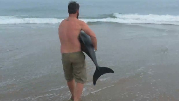 Naude Dreyer rescues a male Benguela dolphin stranded on a Namibian beach.