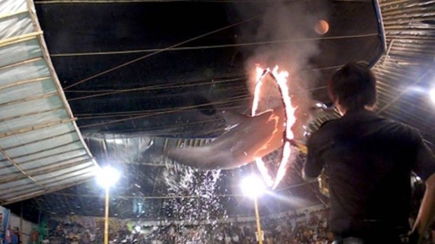 Dolphin circuses are still legal in Indonesia.