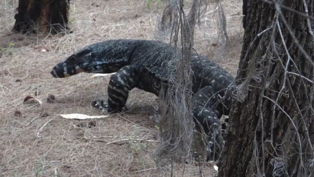Greg Tannos almost fell off his bike when he saw the size of the goanna.