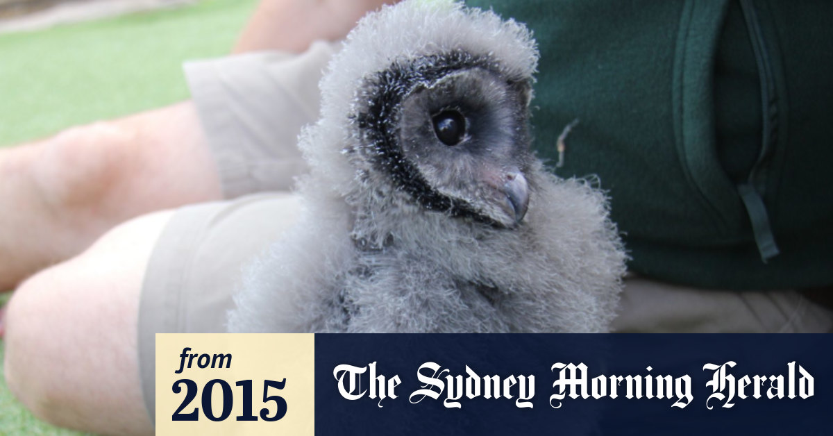 Sooty Owl Chick Spreads His Wings To Raise Funds For Taronga