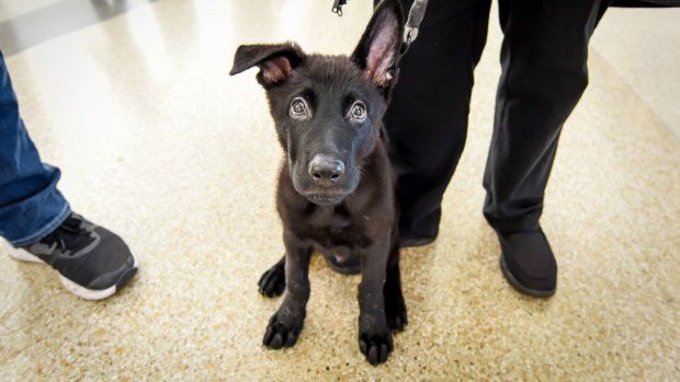 The 6-month-old German shepherd was abandoned by his owner at San Francisco Airport and was set to be put down before United Airlines stepped in.